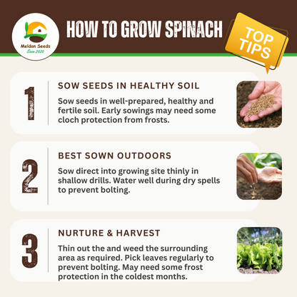 Summer Salad Vegetable Collection. 6 Easy to Grow Vegetable Varieties