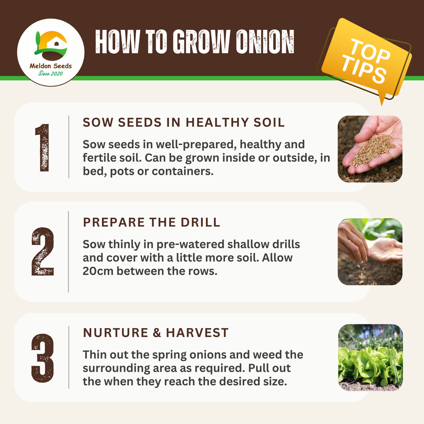 Summer Salad Vegetable Collection. 6 Easy to Grow Vegetable Varieties