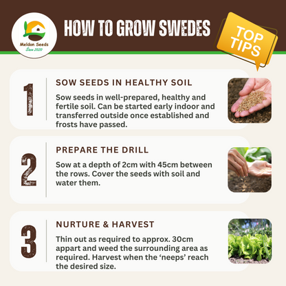 Winter Hardy Vegetable Collection. 6 Easy to Grow Hardy Vegetable Varieties