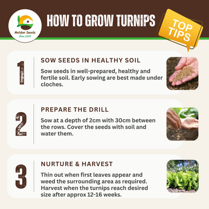 Vegetables Garden Starter Collection. 6 Easy to Grow Vegetable Varieties