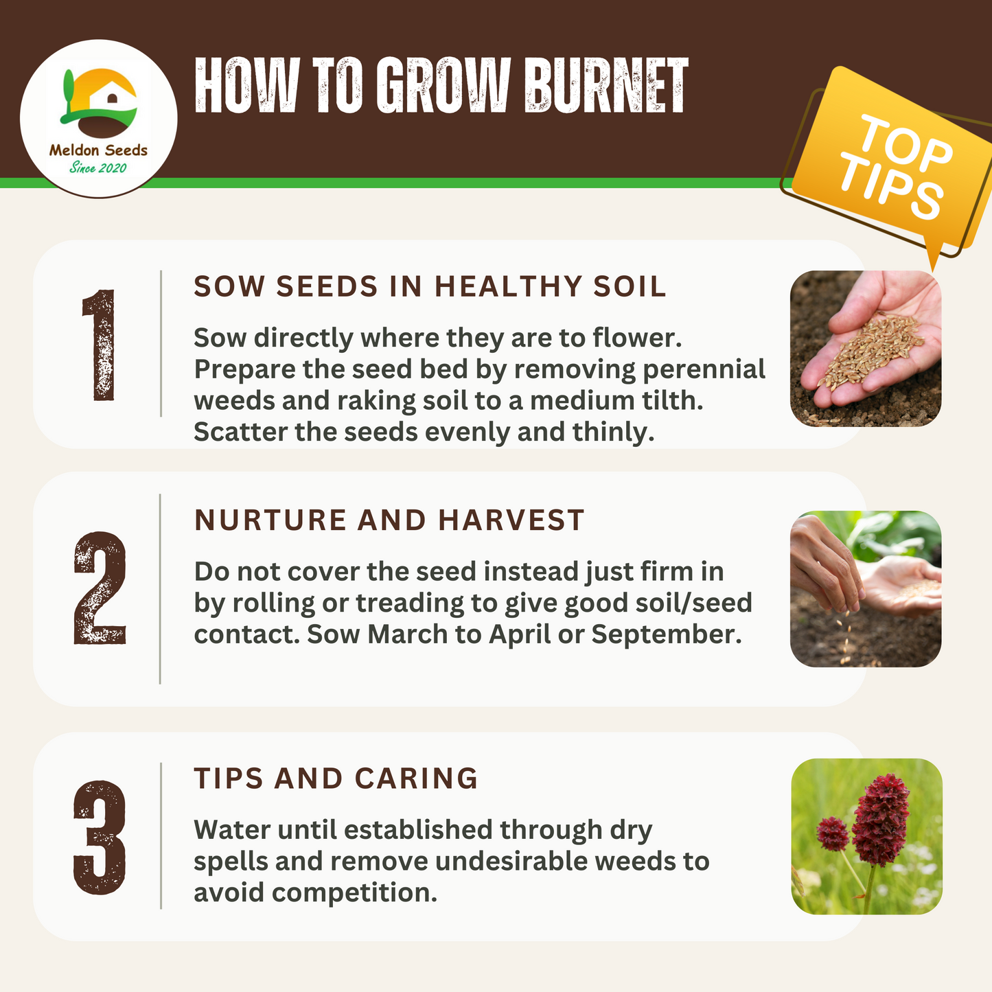 Wildlife Attractive Collection. 5 Native Wild Flower Varieties