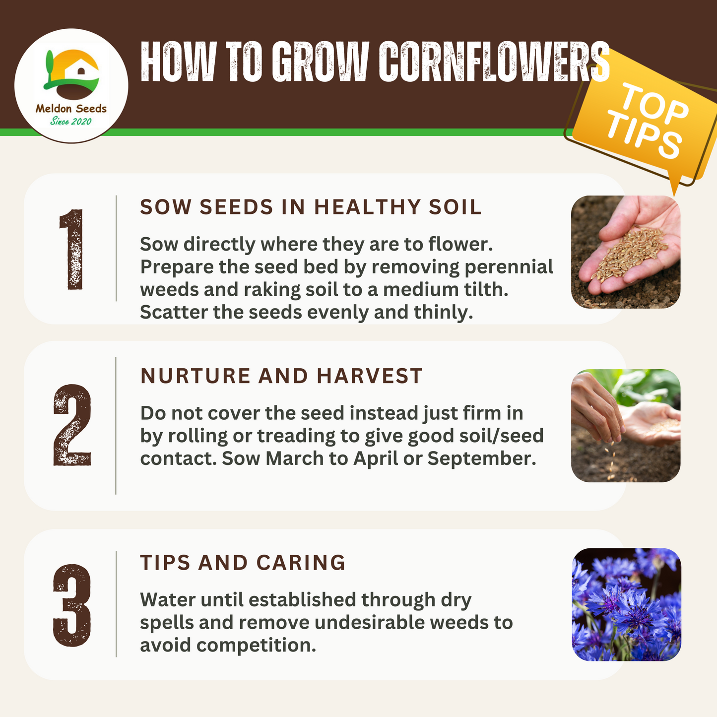 Wildlife Attractive Collection. 5 Native Wild Flower Varieties