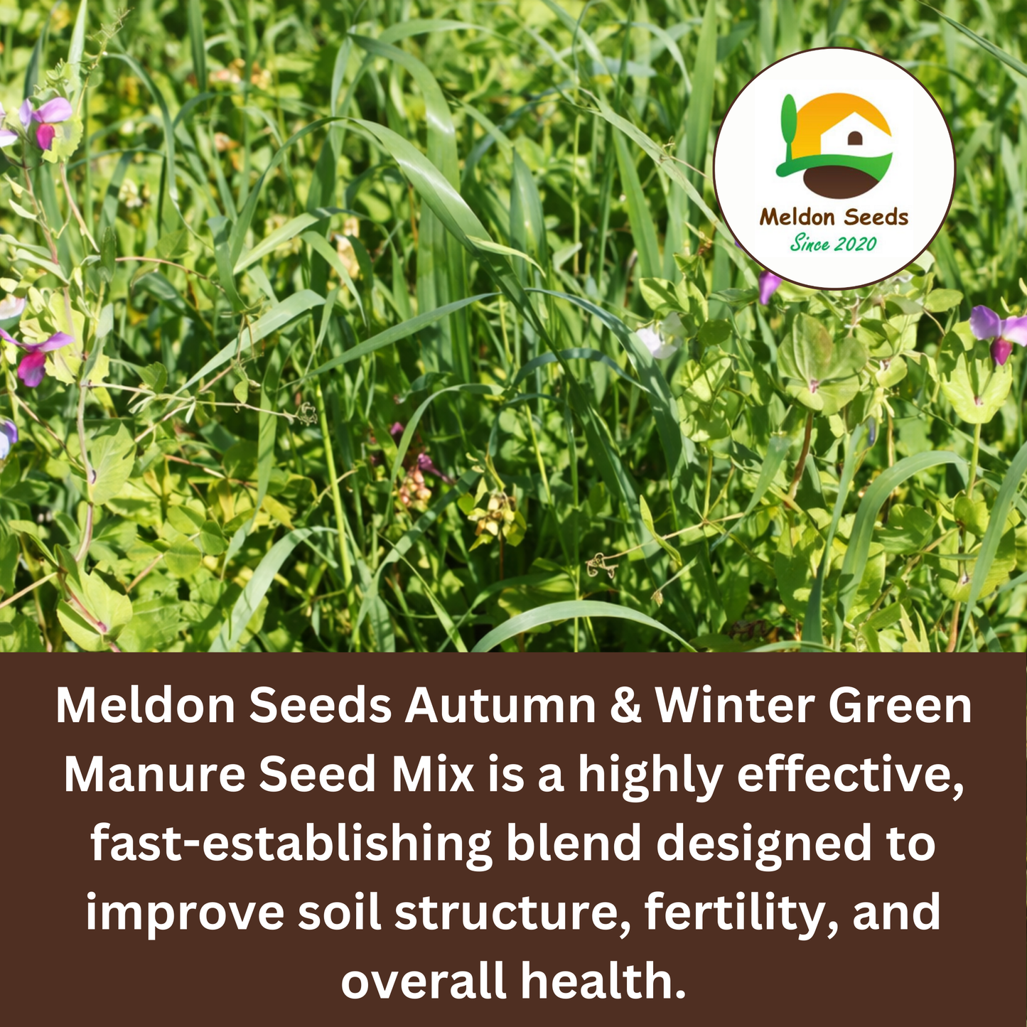Meldon Seeds – Autumn and Winter Green Manure Mix - 1kg