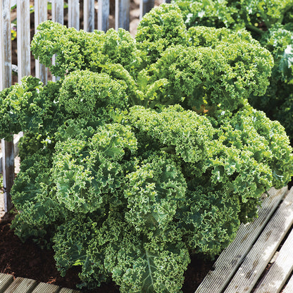 Kale Dwarf Green Curled 425 Seeds