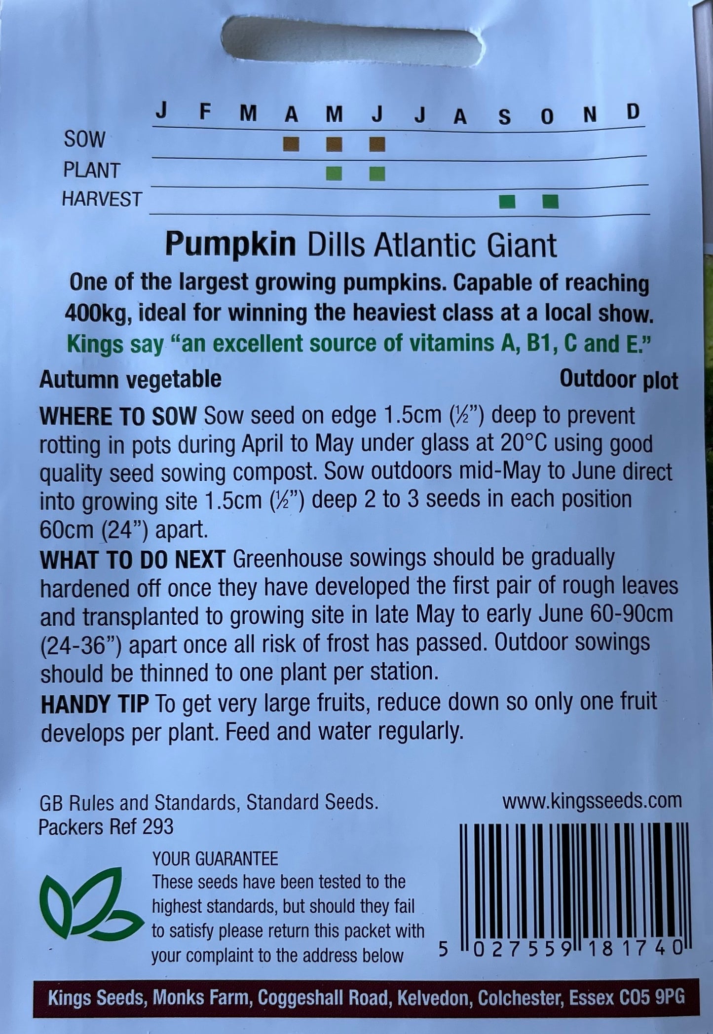 Pumpkin Dills Atlantic Giant 10 Seeds