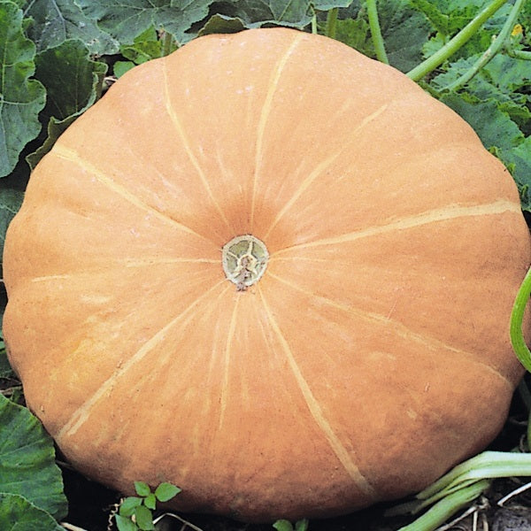 Pumpkin Hundredweight 15 Seeds