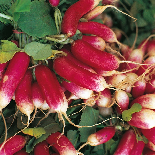 Radish French Breakfast 3 1200 Seeds