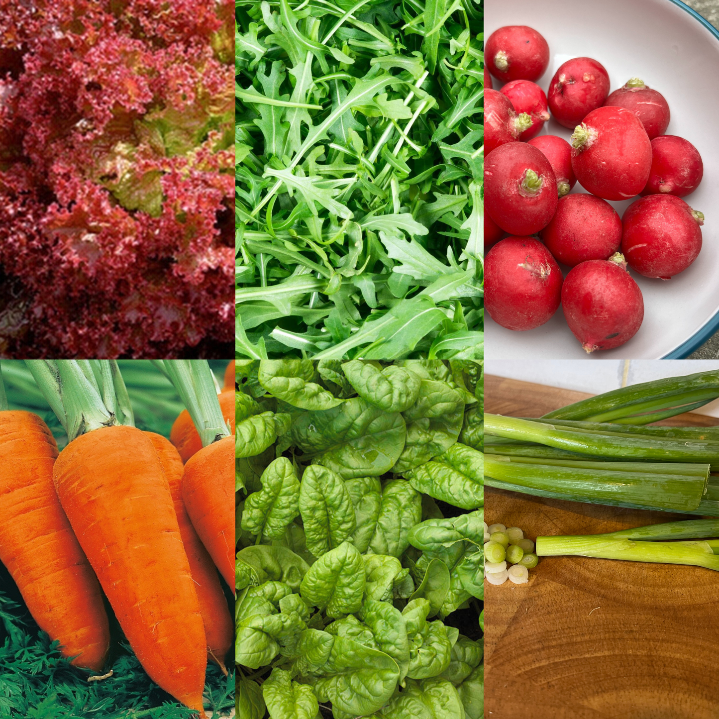 Summer Salad Vegetable Collection. 6 Easy to Grow Vegetable Varieties