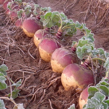 Swede Tweed F1 250 Seeds