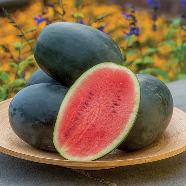 Water Melon Little Darling F1 6 Seeds