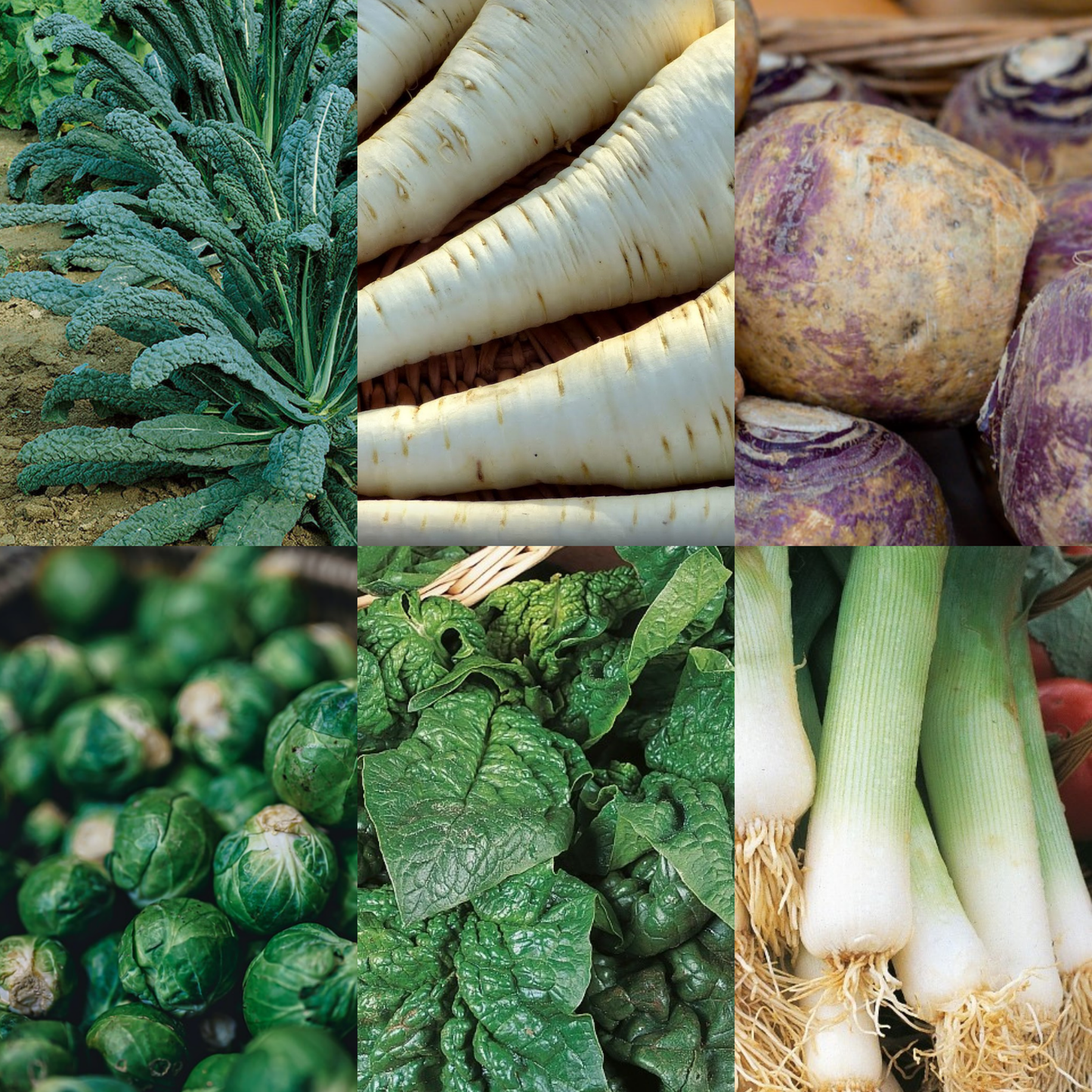 Winter Hardy Vegetable Collection. 6 Easy to Grow Hardy Vegetable Varieties