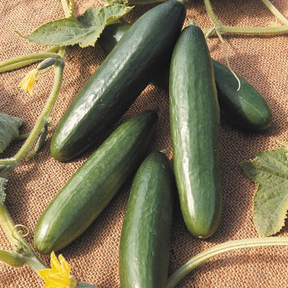 Cucumber La Diva 25 Seeds