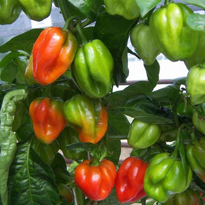 Chilli Pepper Scotch Bonnet Red 50 Seeds